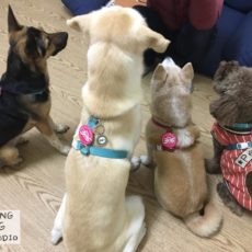 療癒犬的信任