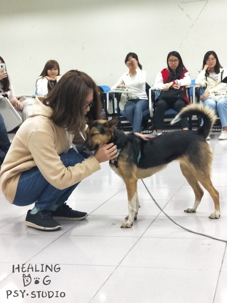 動物輔助治療 體驗活動