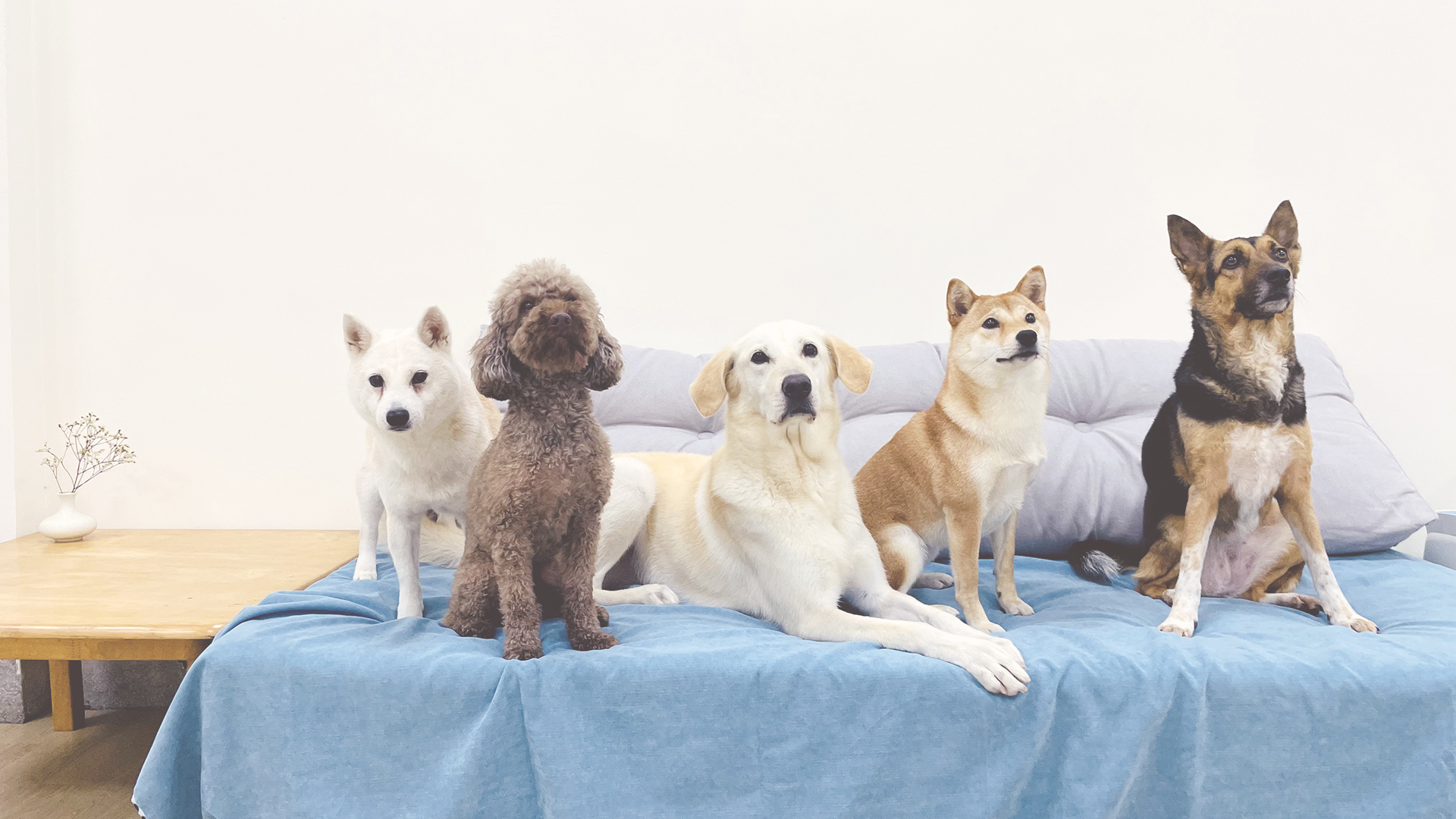 2019療癒犬夏令營初階班 第二梯活動紀錄