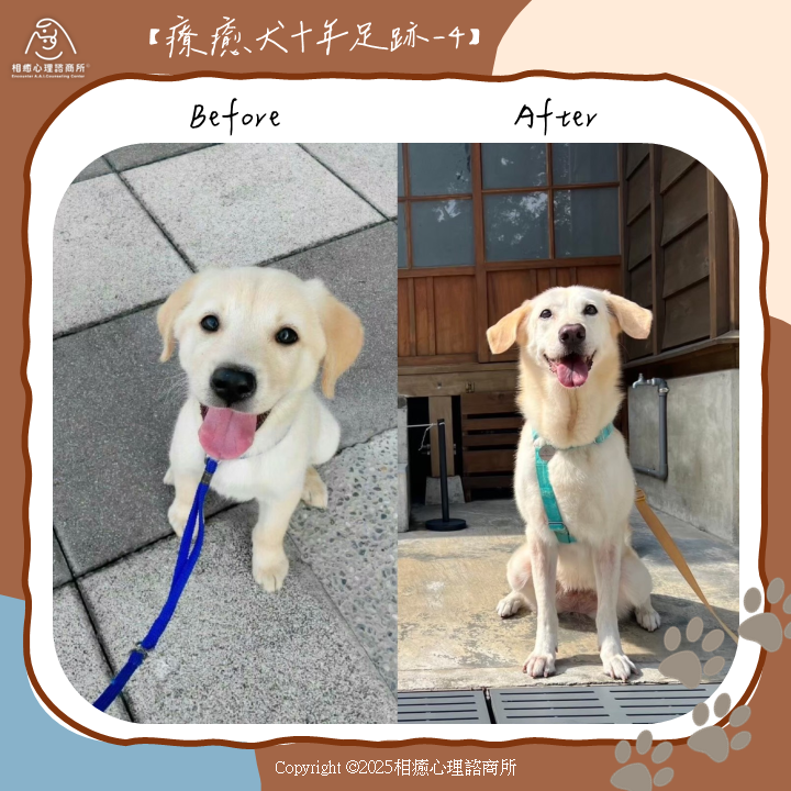 相癒十年, 狗狗, 療癒犬, 動物輔助, 治療動物